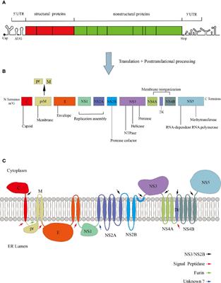 AXL, an Important Host Factor for DENV and ZIKV Replication